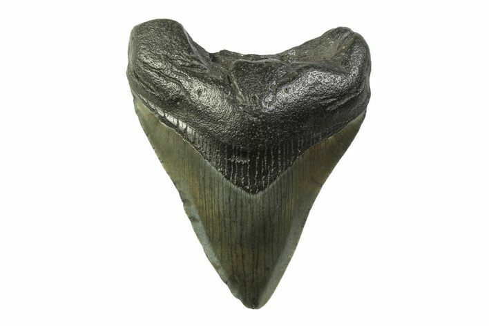 Fossil Megalodon Tooth - South Carolina #341397